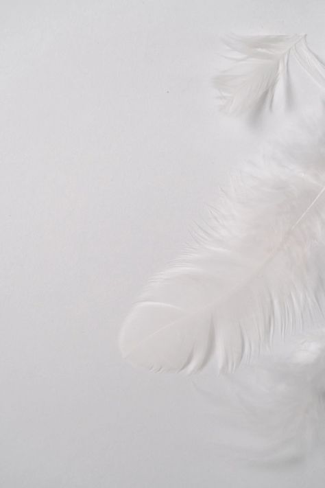 White Feathers on White Background · Free Stock Photo White Feather Background, Feather Background, Neutral Backdrop, White Feather, White Feathers, Adobe Photoshop Lightroom, Backgrounds Free, Elegant Designs, Photoshop Lightroom