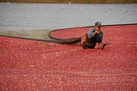 Bog Down: Visit Cranberry Bogs in Massachusetts - Your AAA Network Peat Soil, Cranberry Bog, Canned Cranberries, Cranberry Juice Cocktail, Living In The Country, Massachusetts Travel, Food Tourism, Country People, New England States