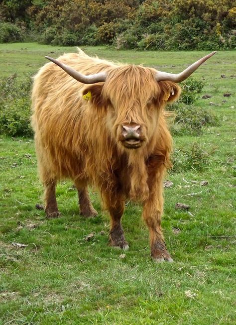 Long-haired cow Long Haired Cows, Wild Hair, Long Curly Hair, Long Curly, Red Hair, Curly Hair, Cow, Cute Animals, Long Hair Styles