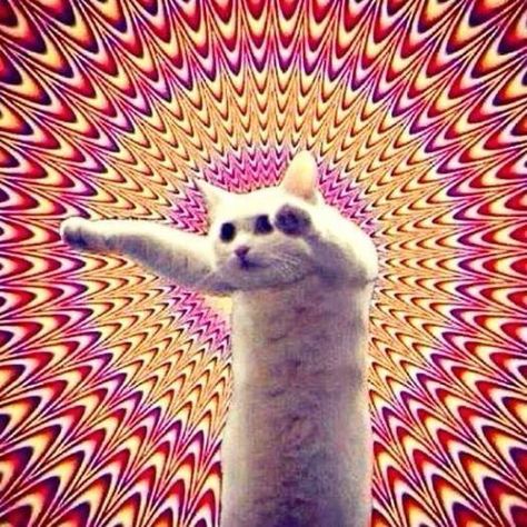 Trippy Cat, Gatos Cool, Silly Cats Pictures, Space Cat, Fat Cats, Silly Cats, Timeline Photos, Cat Pics, Cool Cats