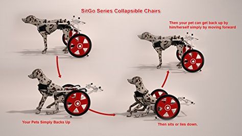 Diy Dog Carrier, Diy Dog Wheelchair, Dog Treadmills, Paralyzed Dog, Dog Wheelchair, Disabled Dog, Hedgehog Pet, Dog Agility, Dog Training Collar