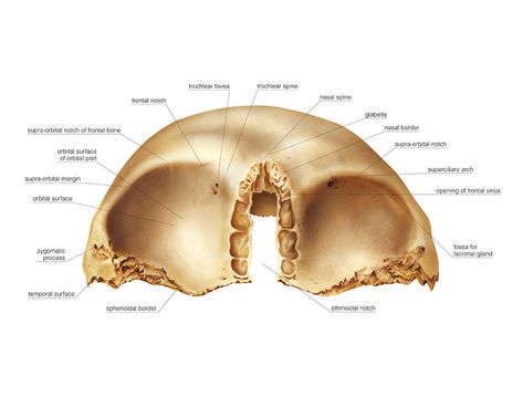 Frontal Bone, Bone Anatomy, Axial Skeleton, Radiologic Technology, Skull Anatomy, Facial Anatomy, Pretty Hurts, Brain Anatomy, Skeletal System