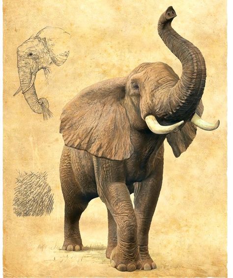 Drawing Ideas Elephant, Elephant Drawing Pencil, Elephant Drawing Realistic, Elephant Drawing Cute, Elephants Photography, Elephants Drawing, Aesthetic Elephant, Elephants Wallpaper, Elephant Aesthetic