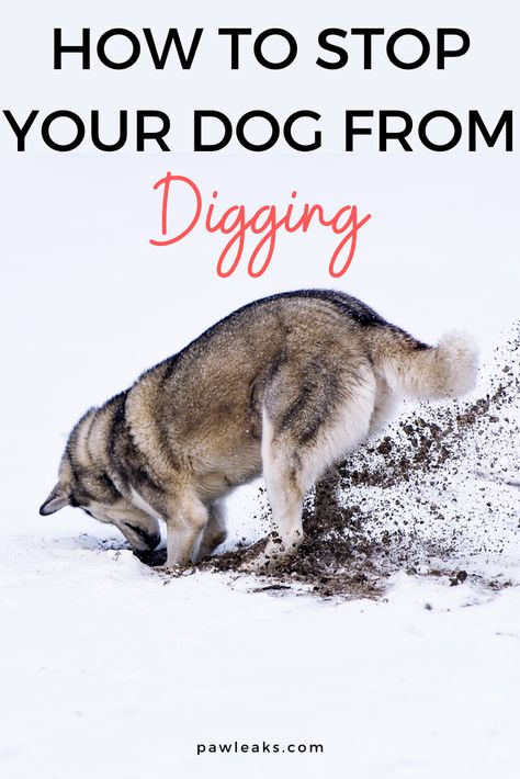 Stop Dogs From Digging, Dog Digging, Digging Dogs, Dog Behavior Problems, Best Dog Toys, Fancy Dog, Dog Training Advice, Puppy Training Tips, Dog Training Techniques