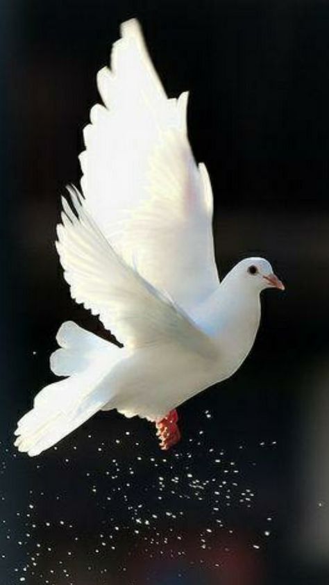 Dove Flying, Dove Pictures, Peace Dove, Background Wallpaper For Photoshop, Picsart Background, Jesus Images, White Doves, Pretty Birds, Heaven On Earth