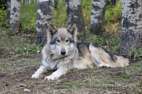 Loki is a low content wolfdog in the Cascade Pack. He arrived at the sanctuary from Edmonton Animal Control in 2014. Wolf Dogs, Wolf Hybrid, Wolf Photography, When Things Go Wrong, Beautiful Wolves, Animal Control, Wolf Dog, Special People, Wolves