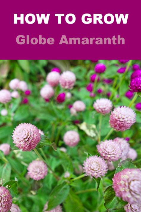 Gomphrena Flowers In Pots, Pink Gomphrena, Amaranth Plant, Globe Amaranth Flower, Gomphrena Globosa, Gomphrena Strawberry Fields, Amaranth Flower, Atomic Purple Gomphrena, Butterflies And Hummingbirds