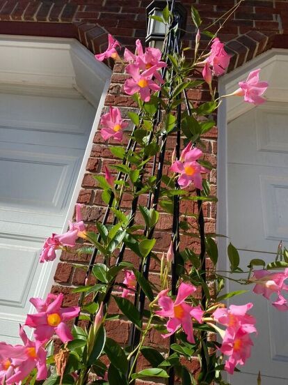 Deck Trellis Ideas, Diy Pot Trellis, Mandevilla Planter Ideas, Mandevilla Trellis, Bougainvillea Trellis, Pot Trellis, Simple Trellis, Mandevilla Vine, Clematis Trellis