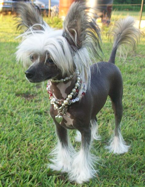 Hairless Chihuahua, Hairless Animals, Hairless Dogs, Chinese Crested Puppy, Chinese Crested Hairless, Chinese Dog, Hairless Dog, Chinese Crested Dog, Two Heads