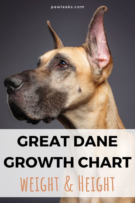 Assuming you already got your Great Dane puppy or are in the breach of deciding on buying one, it must certainly intrigue you how fast he/she is going to grow up. You are in the right place because we are going to explain all the facts about Great Dane growth that might interest any Great Dane owner. #dogs #greatdane #dogfacts #puppy Great Dane Training Tips, Grate Dane Puppies, Great Dane Growth Chart, Great Dane Aesthetic, Great Dane Quotes, Great Dane Tattoo, Great Dane Facts, Great Dane Size, Great Dane Temperament