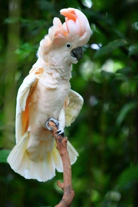 Mollucan Cockatoo, Moluccan Cockatoo, White Cockatoo, White Parrot, Macaw Parrot, In The Zoo, Parakeets, Rare Birds, Australian Birds