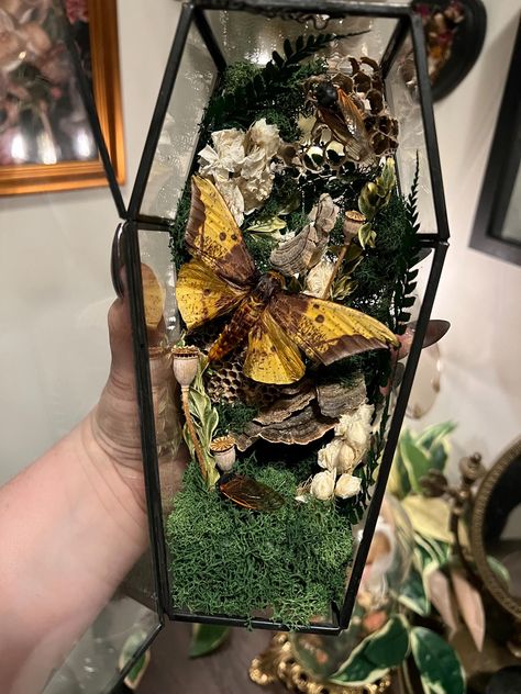 A glass coffin terrarium featuring an imperial moth, two cicadas, paper wasp nest; and dried flowers. Coffin comes sealed with museum wax (can be opened but will generally keep the lid shut for upright display). Some petals of leaves may be knocked loose in transit due to their delicate nature Glass Coffin Terrarium Ideas, Glass Coffin Terrarium, Gothic Terrarium, Coffin With Flowers, Coffin Terrarium, Insect Terrarium, Imperial Moth, Diy Coffin, Glass Coffin