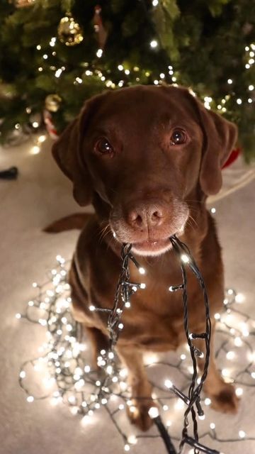 Good Boy Ollie 🐶 on Instagram: "Photos at the end!⭐️ Beautiful little twinkle boy 💫" Good Boy Ollie, December 8, Good Boy, Dog Wallpaper, Christmas Dog, Twinkle Twinkle, Animals And Pets, Fur Babies, Labrador