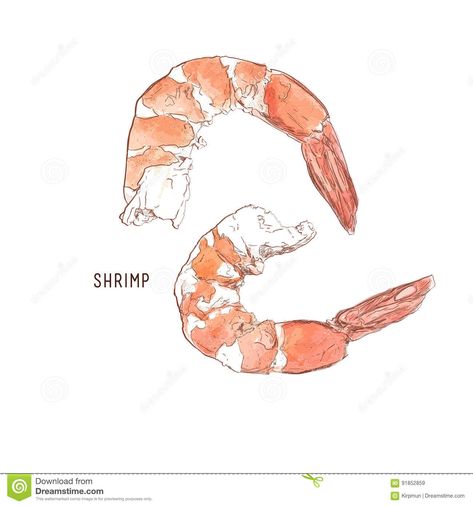 Shrimp Cocktail Drawing Illustration Vector. Stock Vector - Illustration of line, cook: 91852859 Shrimp Cocktail Drawing, Shrimp Illustrations, Shrimp Drawing, Cocktail Drawing, Meat Drawing, Menu Art, Notebook Art, Shrimp Cocktail, Hand Drawn Vector