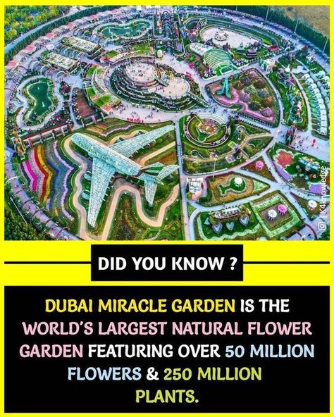 Physiological Facts, Psychological Facts Interesting, Miracle Garden, Interesting Science Facts, Fun Facts About Life, Biology Facts, True Interesting Facts, Interesting Facts About World, Cool Science Facts