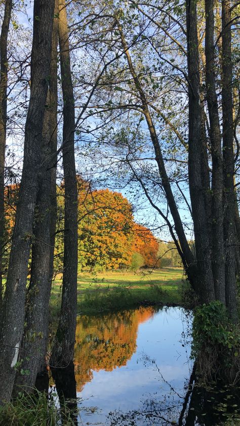 Basic Fall Aesthetic, Early Autumn Wallpaper, Early Fall Aesthetic Wallpaper, Early September Aesthetic, Early Fall Wallpaper, Early Autumn Aesthetic, Fall Trees Aesthetic, Autumn Aesthetic Background, Early Fall Aesthetic