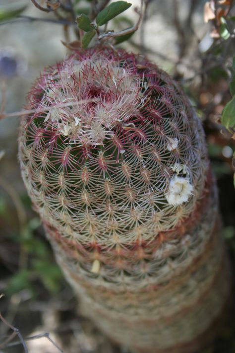 Cactus In Bloom, Hedgehog Cactus, In Bloom, Wicker Baskets, Decorative Wicker Basket, Cactus, Arizona, Rainbow