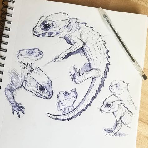 Let's do another round of guess the reptile! Can you guess what these guys are? I've had the chance to see some of these amazing critters in person and they are incredible! I've been wanting to sketch them for a while! #herpsofinstagram #reptilesofinstagram #reptilelove #herpetology #ballpointpen Devin Elle Kurtz, Skull Art Drawing, Concept Art Tutorial, Animal Doodles, Another Round, Art Diary, Concept Art Drawing, Pencil Art Drawings, Animal Sketches