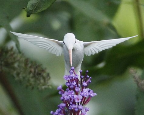 white hummingbird Wild Animals Photography, Bird Barn, Hummingbird Pictures, Albino Animals, Ruby Throated Hummingbird, Hummingbird Garden, Flamingo Bird, Holly Hobbie, Wild Nature