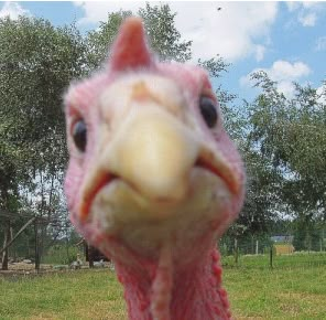 Angry Turkey: What?! You mean you're not vegan? - Well Gal  #thanksgiving #humor #vegan #turkey #wellgal Turkey Meme, Thanksgiving Turkey Pictures, Funny Thanksgiving Pictures, Thanksgiving America, Turkey Jokes, Funny Thanksgiving Memes, Thanksgiving Meme, Happy Thanksgiving Funny, Thanksgiving Quotes Funny