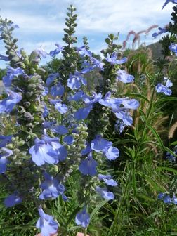 Salvia azurea var. grandiflora Salvia Azurea, Denver Botanic Gardens, Fruits Images, Blue Fruits, Smart Garden, Location Map, Forget Me Not, Large Flowers, Green Plants