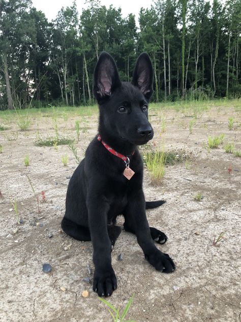 Cutie! All Black German Shepherd, Black Gsd Long Hair, Black German Shepherd Puppies, Pure Black German Shepherd, Black Shepherd, Black German Shepherd Dog, Puppy Stages, Belgian Malinois Dog, Black Puppy