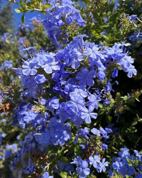 Blue Jasmine Flower, Baby Blue Eyes, Blue Jasmine, Jasmine Flower, Blue Eyes, Baby Blue, Wild Flowers, Light Blue, Plants