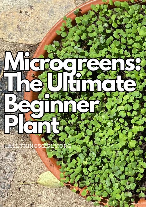 Microgreens are the ultimate beginner gardening plant to grow because they are easy, cost effective, and nutritious. How To Grow Microgreens, Microgreens Garden, Microgreens Recipe, Micro Herbs, Grow Microgreens, Growing Microgreens, Mama Natural, Growing Gardens, Veg Garden