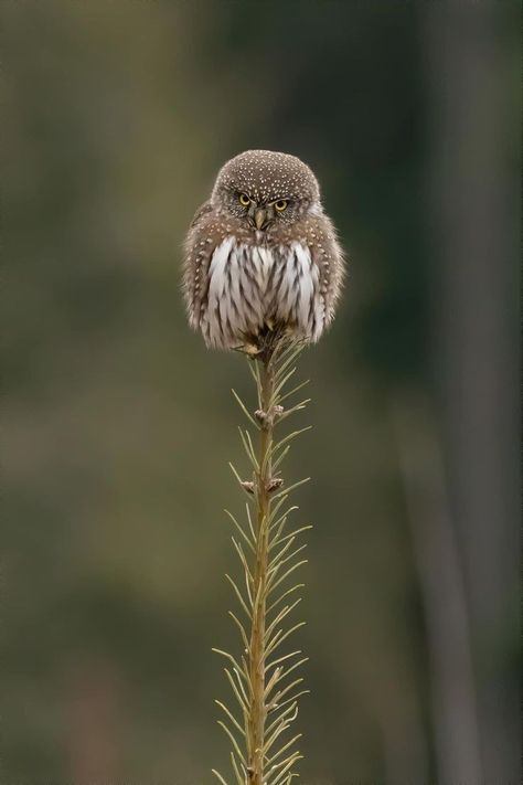 Owl Tree Topper, Pygmy Owl, Owl Tree, Look Into My Eyes, Cute Wild Animals, British Columbia Canada, Wildlife Animals, Tree Topper, Animal Photo