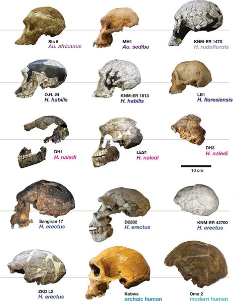 Physical Anthropology Human Evolution Tree, Anthropology Major, Biological Anthropology, Early Man, Prehistoric Man, Forensic Anthropology, Theory Of Evolution, Early Humans, Human Evolution