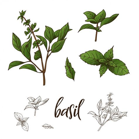 Premium Vector | Hand drawn Basil herb illustration Vector Food Illustration, Herb Illustration, Basil Water, Leaf Health, Herbs Illustration, Basil Herb, Herb Art, Vegetable Design, Line Art Flowers