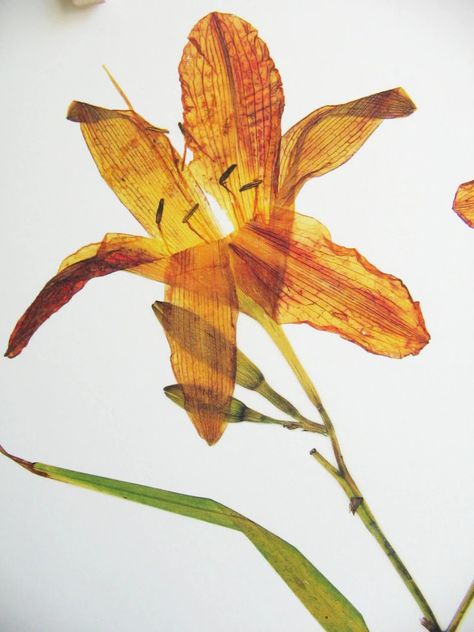 Orange Day Lily Botanical Print, Print of Original Herbarium Specimen Pressed Botanical Artwork, 8x10 or 11x14 Burnt Orange Flower Print - Etsy Hong Kong Pressed Lily Flower, Orange Day Lily, Common Garden Plants, King Craft, Colorado Wildflowers, Plant Prints, Wildflower Photo, Day Lily, Pressed Botanicals