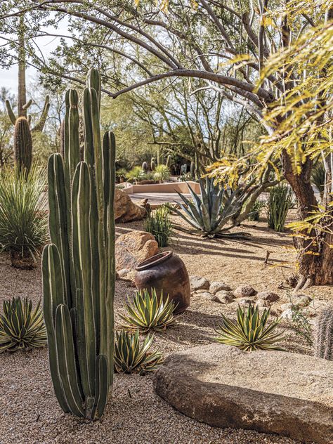 Large Desert Backyard Landscaping, Roses And Cactus Landscape, Joshua Tree Landscaping Ideas, Dessert Garden Landscape, Xeriscape Front Yard Arizona, Natural Desert Landscaping, Cycads Landscape Design, Desert Yard Landscaping, Arizona Landscaping Ideas Backyard