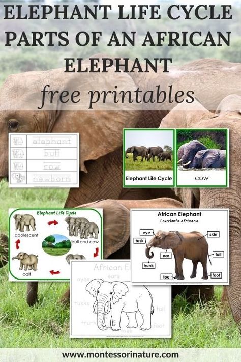 Elephant life Cycle and Parts of an African Elephant - Free Printable - Montessori Nature Lion Life Cycle, Elephant Activities, Types Of Elephants, Elephant Information, Safari Scrapbook, Elephants For Kids, Homeschool Units, South African Animals, Diy Elephant