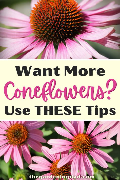 Want More Coneflowers, also known as echinacea? Then Use THESE 2 Easy Tips! All of your neighbors will be jealous! #coneflowers #flowers #flowergarden Cone Flowers Perennials, Coneflower Landscaping, Coneflower Care, Growing Echinacea, Dyi Garden, Colorful Perennials, Flower Bushes, Cone Flowers, Fragrant Garden