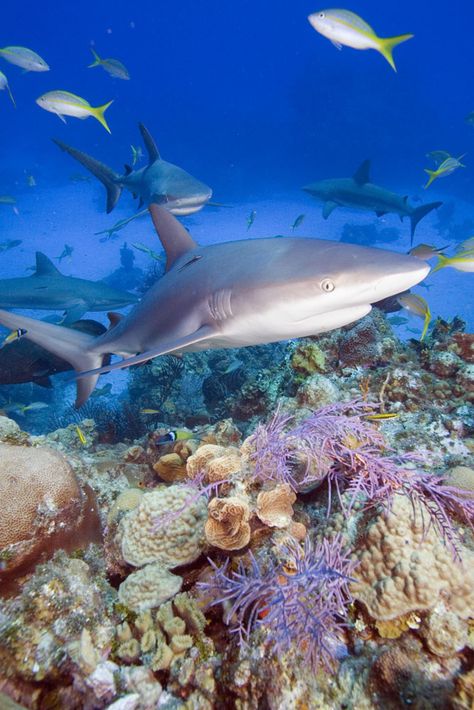 Carcharhinus perezi, Caribbean reef sharks Sea Shark, Shark Painting, Marine Wildlife, Shark Girl, Life Under The Sea, Undersea World, Underwater Fish, Under The Ocean, Underwater Sea