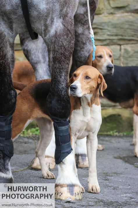 Countryside Activities, Fox Hounds, Hunting Wallpaper, Hunt Seat, Walker Coonhound, Treeing Walker Coonhound, Hound Dogs, Tally Ho, Raining Cats And Dogs