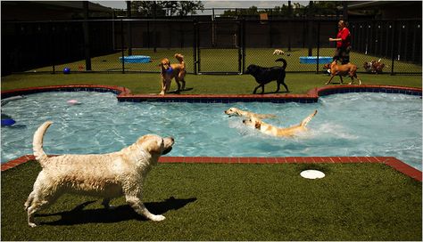 Another pool Luxury Dog Kennels, Dog Boarding Facility, Pet Paradise, Dog Pool, Pet Boarding, Pet Resort, Dog Playground, Pet Hotel, Dog Business