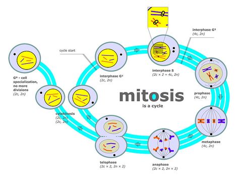 Throughout the interphase, DNA remains in the form of chromatin, a semi-condensed form of DNA. During the S phase, an identical copy of each chromosome is synthesized by DNA replication. The two DNA molecules of the same chromosome are then called the sister chromatids. They remain attached from the centromere. Prokaryotes Vs Eukaryotes, Plant Cell Structure, Nuclear Membrane, Somatic Cell, Prokaryotic Cell, Cells Worksheet, Cell Parts, Plant And Animal Cells, Eukaryotic Cell