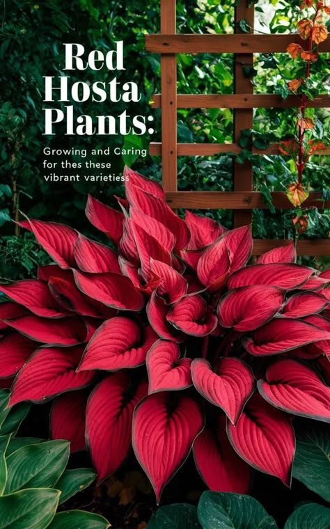 Red Hosta Plant, Red Coleus Plant, Red Plants For Landscaping, Red House Plants, Hosta Care Tips, Hostas Landscaping, Red Perennials, Hosta Flower, Hosta Care