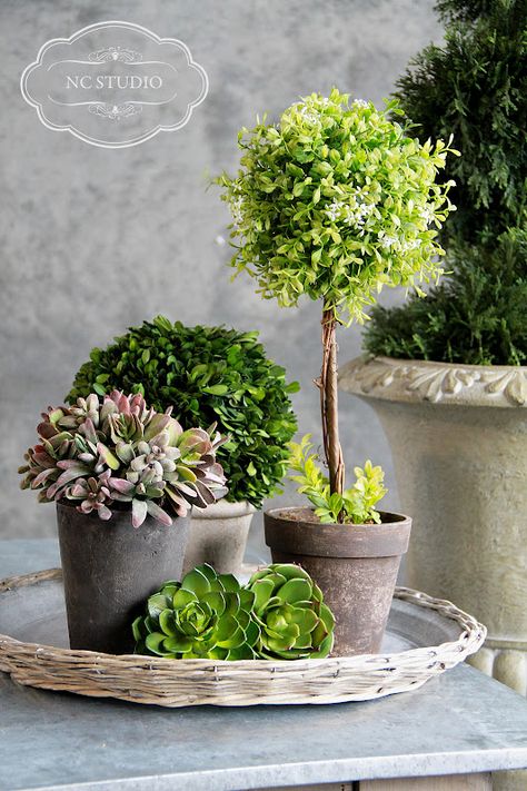 Plant On Table, Tabletop Topiary, Container Planting, Garden Containers, Topiaries, Succulent Arrangements, Deco Floral, Container Gardens, Container Garden