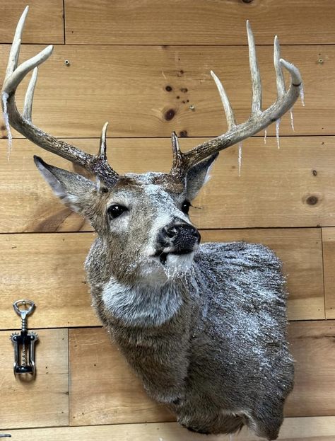 Deer Mounts Ideas, Cool Deer Mounts, Buck Mounts, Deer Paintings, Deer Mount Decor, Deer Mount Ideas, Deer Heads Mount, Animal Mounts, Arrow Of Lights