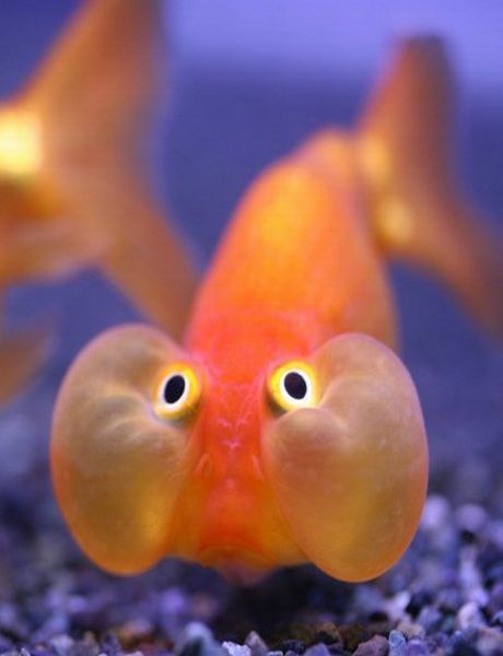 Funny Fish Pictures-Photos | Funny...  Alergic reaction moment! Best Friend Quotes Funny, Fishing Humor, Heroes Of Olympus, Tropical Fish, Goldfish, Sea Creatures, Percy Jackson, The Words, Under The Sea