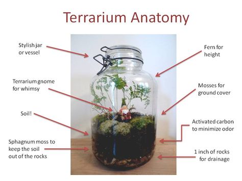 I like this. Nice and clear (no pun intended). Also, the gnome explanation is helpful. :) Jar Of Dirt, Winter Foliage, Propagating Succulents, Garden Terrarium, Crafty Diy, Ground Cover, Remember This, Organic Gardening, Plant Care