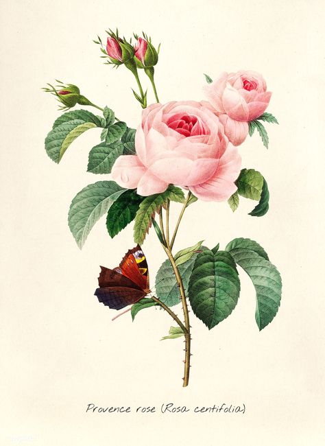 Antique plant drawn by Pierre-Joseph Redouté (1759–1840 ). Original from Biodiversity Heritage Library. Digitally enhanced by rawpixel. | free image by rawpixel.com Redoute Flowers, Illustration Botanique Vintage, Rose Wall Art, Free Illustration Images, Illustration Botanique, Botanical Illustration Vintage, Vintage Botanical Prints, Plant Drawing, Cabbage Roses