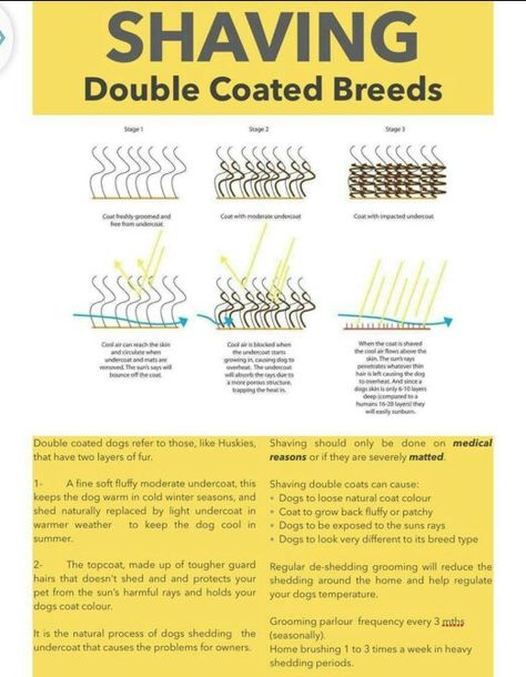 Shaving Double Coated Breeds Spring Newsletter, Groom Room, Pet Grooming Business, Mobile Pet Grooming, Grooming Ideas, Pet Grooming Salon, Dog Grooming Styles, Dog Cold, Dog Grooming Shop