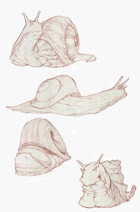 ArtStation - Snails, Ben Lewis Creepy Snail Drawing, Snail Reference, Snail Character Design, Snail Tattoo Design, Mushroom Animation, Snails Drawing, Snail Anatomy, Insects Sketch, Bug Sketches