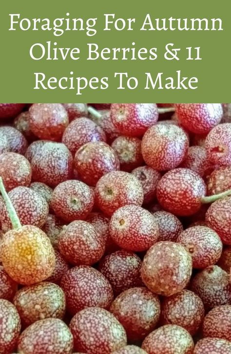 Autumn Olive Berry Recipes, Wild Cherry Recipes, Autumn Berries, Autumn Olive Recipes, Foraged Food Recipes, Foraged Recipes, Autumn Olive, Wild Foraging, Wild Food Foraging