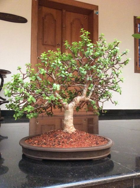 Learn How to grow Jade Bonsai Flowering Bonsai Tree, Jade Bonsai, Jade Tree, Bonsai Tree Care, Lucky Plant, Rooms Design, Jade Plant, Gardening Design, Indoor Bonsai