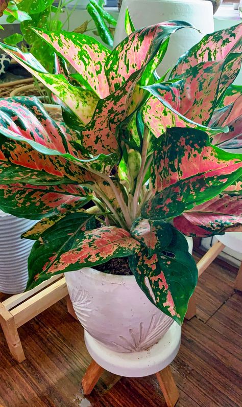 Dorm Plants, Tropical Garden Plants, Plant Pot Diy, Front Landscaping, Plant Diseases, Garden Crafts Diy, Plant Aesthetic, House Plants Decor, Colorful Plants